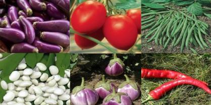Comment cultiver des fruits et légumes bio sans jardin ?