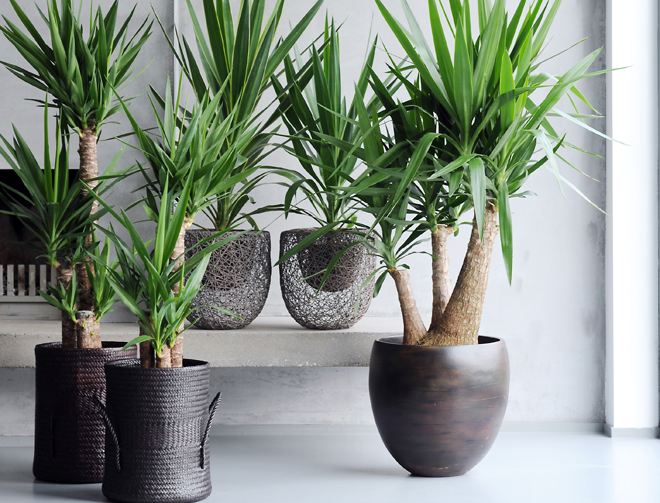 plante-yucca-pour-salle-a-manger