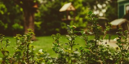 6 astuces pour attirer les animaux dans votre jardin